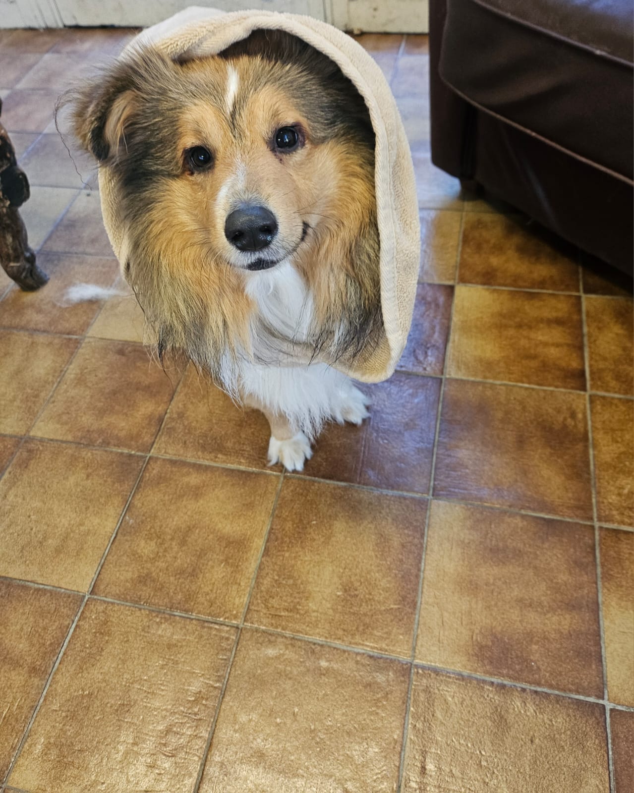 Chien pendant un soin spa du poil