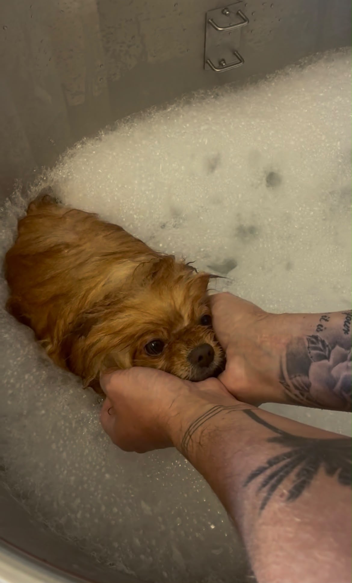 Chien après un soin spa du poil