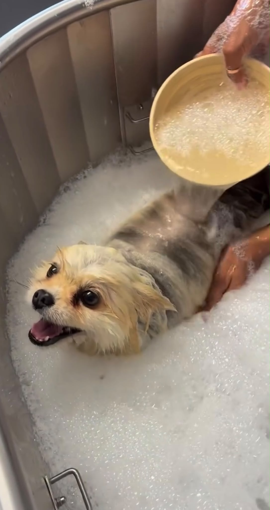 Chien au poil long après soin spa et toilettage à Vallauris