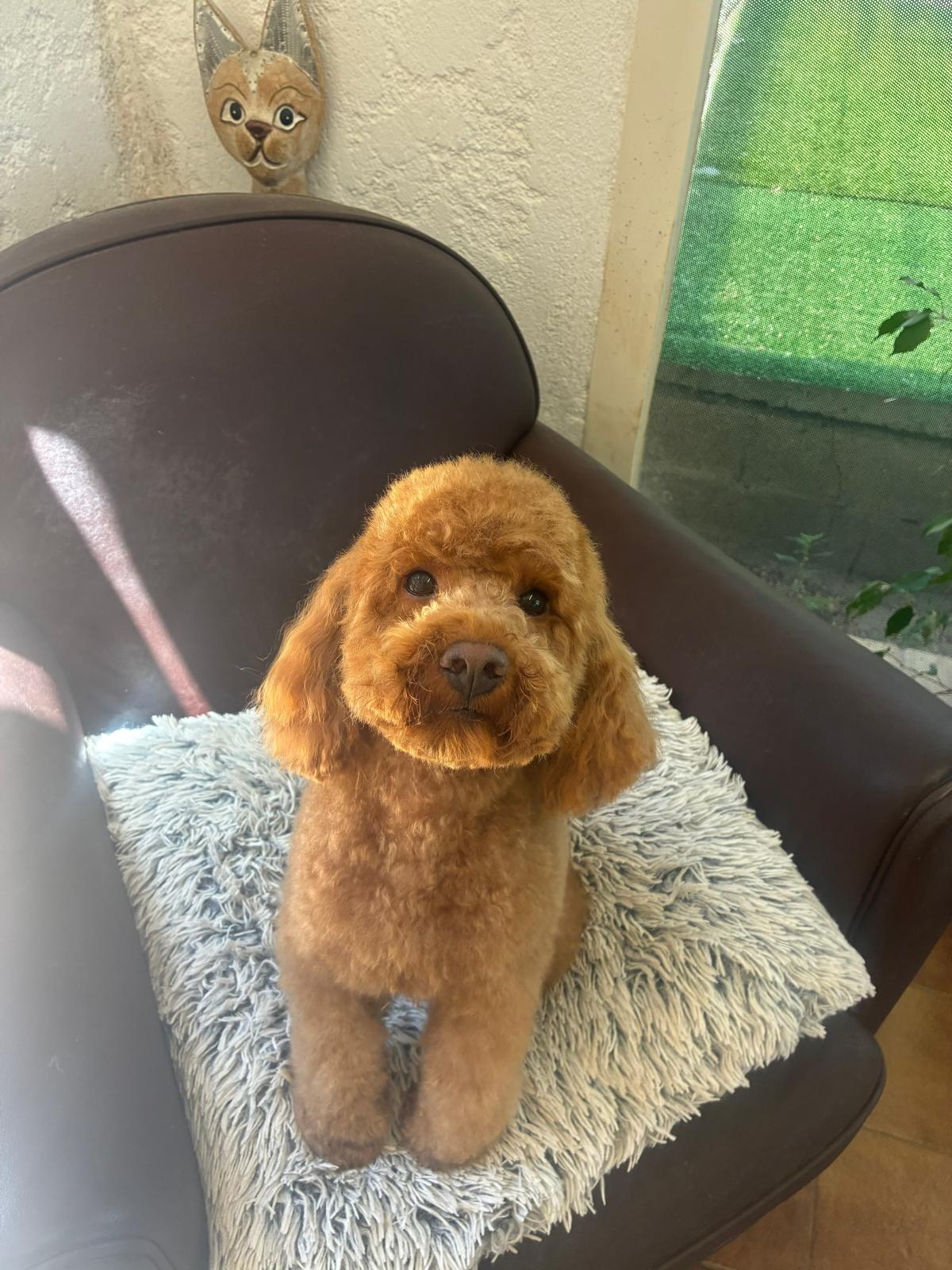 Chien après toilettage au Centre Canin Azur Toilettage