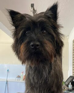 Photo Instagram du Centre Canin Azur Toilettage