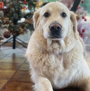Chien après toilettage