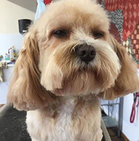 Coupe réalisée au Centre Canin Azur Toilettage
