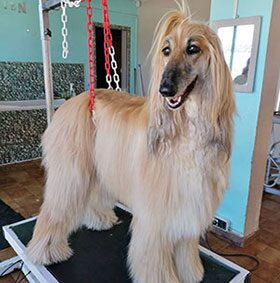 Chien toiletté à Vallauris